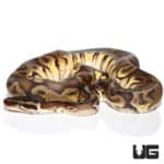 Pastel GHI Enchi Yellowbelly Ball Python (Python regius) For Sale - Underground Reptiles