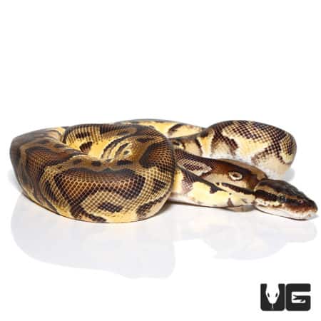 Pastel GHI Enchi Yellowbelly Ball Python (Python regius) For Sale - Underground Reptiles