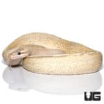 Pastel Puma Ball Python (Python regius) For Sale - Underground Reptiles