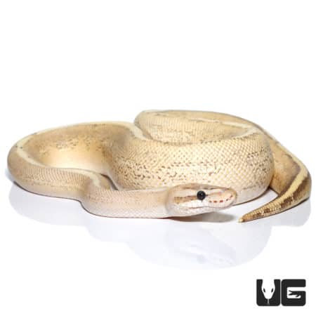 Pastel Puma Ball Python (Python regius) For Sale - Underground Reptiles