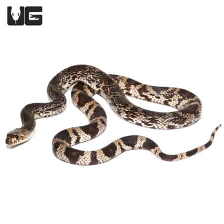 Yearling Pine Snakes (Pituophis melanoleucus) For Sale - Underground Reptiles