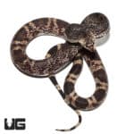 Yearling Pine Snakes (Pituophis melanoleucus) For Sale - Underground Reptiles