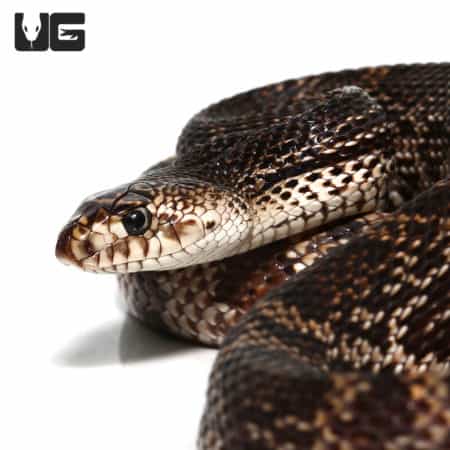 Yearling Pine Snake in close-up, showcasing its distinctive patterned scales and alert eyes.