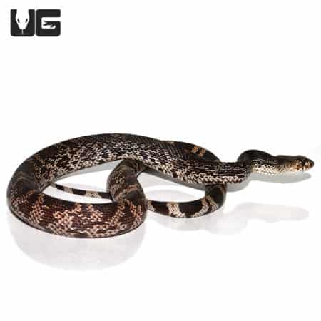 Yearling Pine Snakes (Pituophis melanoleucus) For Sale - Underground Reptiles
