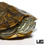 Yearling Rio Grande Red Ear Slider Turtles (Trachemys scripta elegans) For Sale - Underground Reptiles