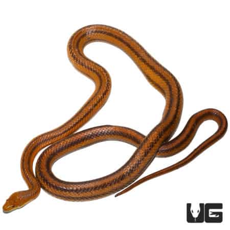 Adult Yellow Ratsnake (Elaphe alleghaniensis) For Sale - Underground Reptiles