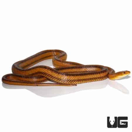 Adult Yellow Ratsnake (Elaphe alleghaniensis) For Sale - Underground Reptiles