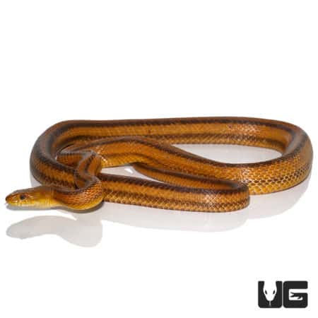 Adult Yellow Ratsnake (Elaphe alleghaniensis) For Sale - Underground Reptiles