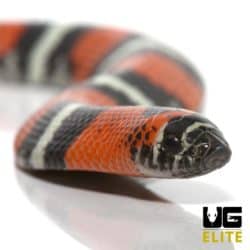 Baby Tricolor Hognose Snake