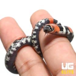 Baby Tricolor Hognose Snake