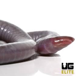 congo caecilian