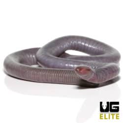 congo caecilian