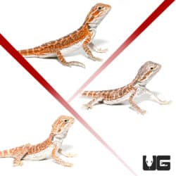 Baby Hypo Inferno Bearded Dragons (pagona vitticeps) For Sale - Underground Reptiles