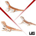 Baby Hypo Inferno Bearded Dragons (pagona vitticeps) For Sale - Underground Reptiles