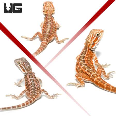 Baby Hypo Inferno Bearded Dragons (pagona vitticeps) For Sale - Underground Reptiles