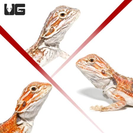 Baby Hypo Inferno Bearded Dragons (pagona vitticeps) For Sale - Underground Reptiles