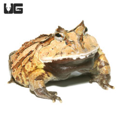 Adult Brown Suriname Horned Frog (Ceratophrys cornuta) for sale - Underground Reptiles