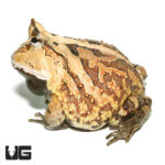 Adult Brown Suriname Horned Frog (Ceratophrys cornuta) for sale - Underground Reptiles