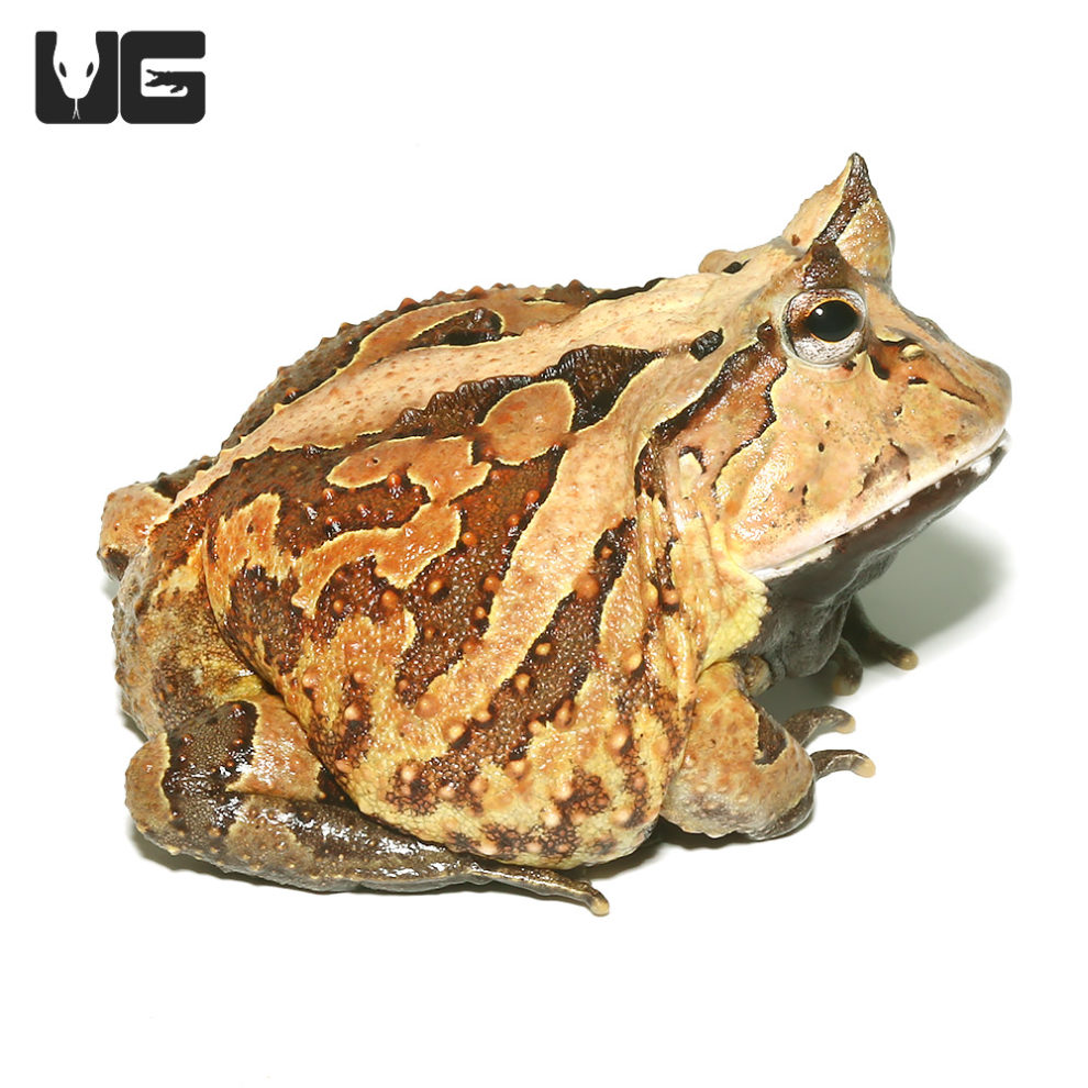 Adult Green Suriname Horned Frog for sale Underground Reptiles