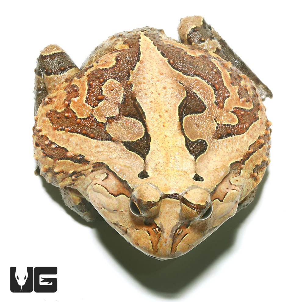 Adult Green Suriname Horned Frog for sale Underground Reptiles