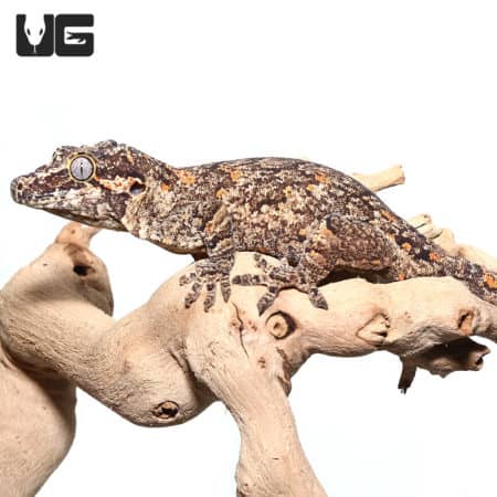 Adult Male Orange Blotched Gargoyle Geckos (Rhacodactylus auriculatus) For Sale - Underground Reptiles
