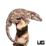 Adult Male Orange Blotched Gargoyle Geckos (Rhacodactylus auriculatus) For Sale - Underground Reptiles