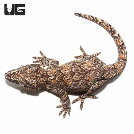 Adult Male Orange Blotched Gargoyle Geckos (Rhacodactylus auriculatus) For Sale - Underground Reptiles
