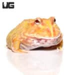 Albino Pacman Frogs (Ceratophrys cranwelli) For Sale - Underground Reptiles