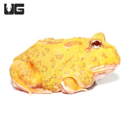 Albino Pacman Frog, juvenile, vibrant yellow coloration, unique amphibian pet.