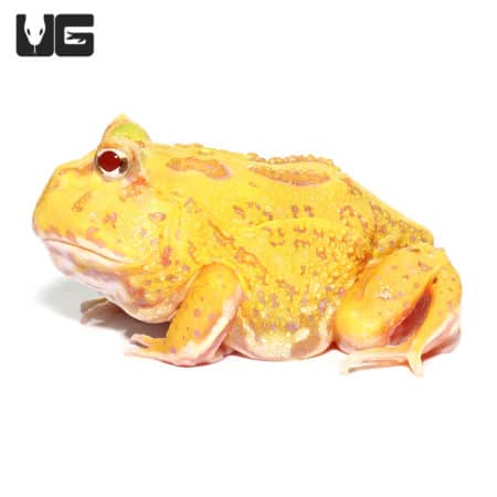 Albino Pacman Frogs (Ceratophrys cranwelli) For Sale - Underground Reptiles