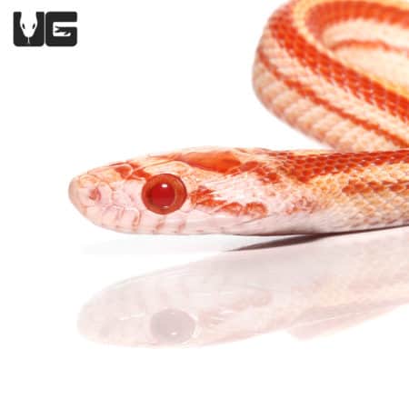 Albino striped cornsnake with vibrant red and white coloration.