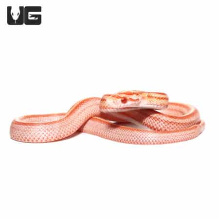 Baby Albino Striped Cornsnake (Pantherophis guttatus) For Sale - Underground Reptiles