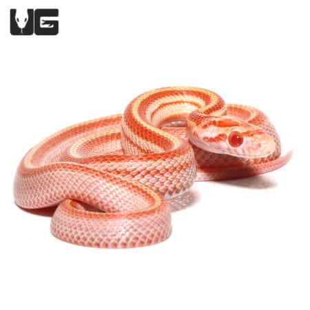 Baby Albino Striped Cornsnake (Pantherophis guttatus) For Sale - Underground Reptiles