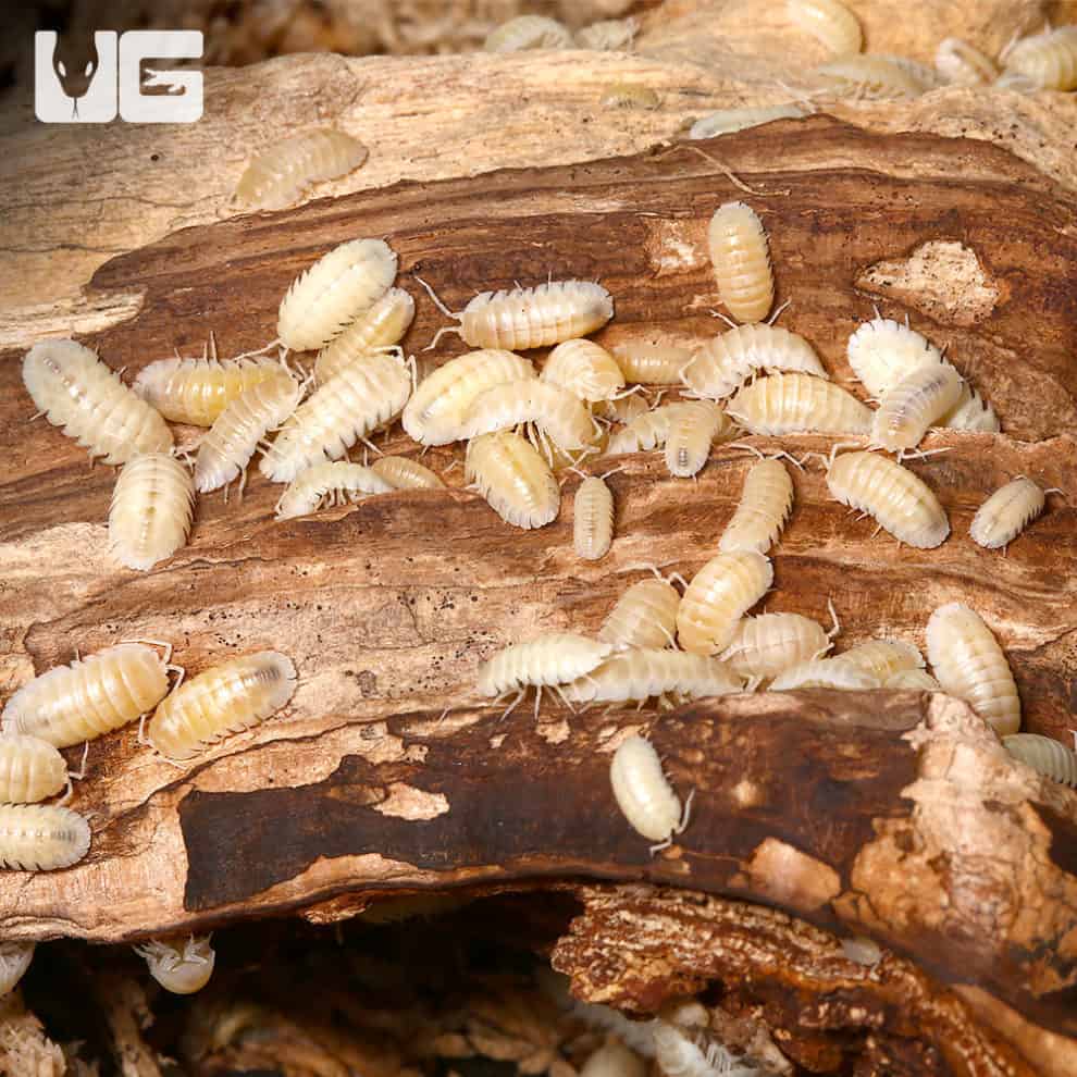 Isopods For Sale - Underground Reptiles