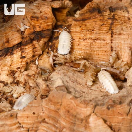 Armadillidium Nasatum "White Out" Isopods (Armadillidium nasatum) for sale - Underground Reptiles