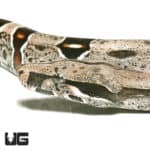 Guyana Redtail Boa (Boa c. constrictor) For Sale - Underground Reptiles