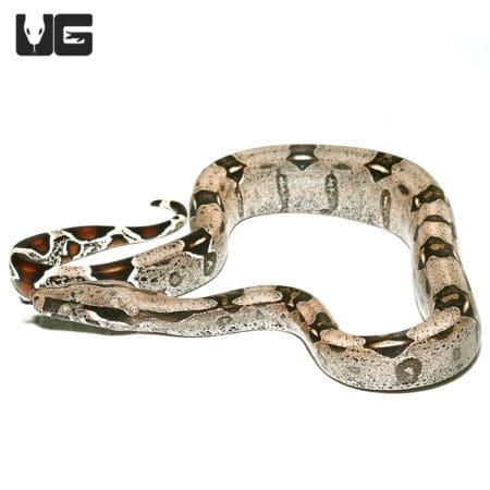 Guyana Redtail Boa (Boa c. constrictor) For Sale - Underground Reptiles