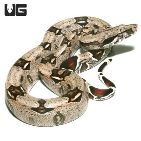 Guyana Redtail Boa (Boa c. constrictor) For Sale - Underground Reptiles