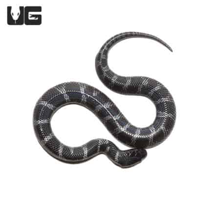 Baby African Wolf Snakes (Lycophidion capense) For Sale - Underground Reptiles