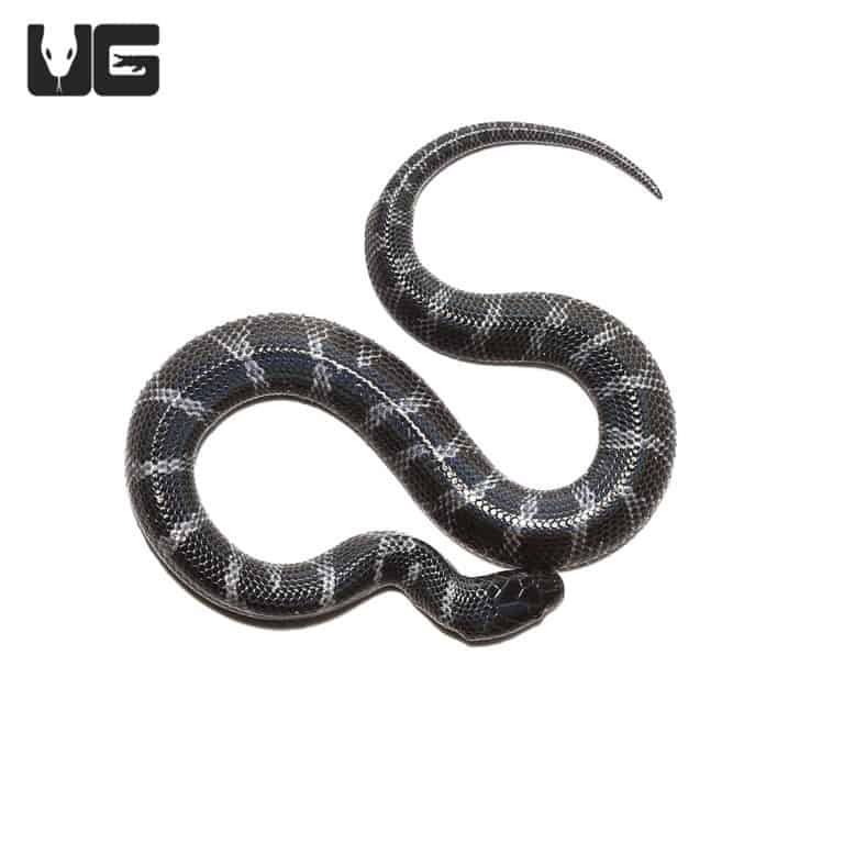 Baby African Wolf Snakes (Lycophidion capense) For Sale - Underground