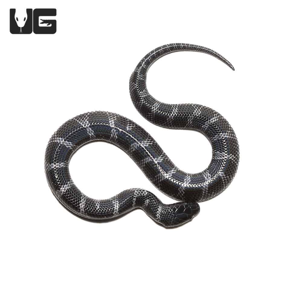 Baby African Wolf Snakes (Lycophidion capense) For Sale - Underground