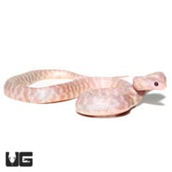 Baby Alabaster Florida Kingsnakes (Lampropeltis getula floridana) For Sale - Underground Reptiles