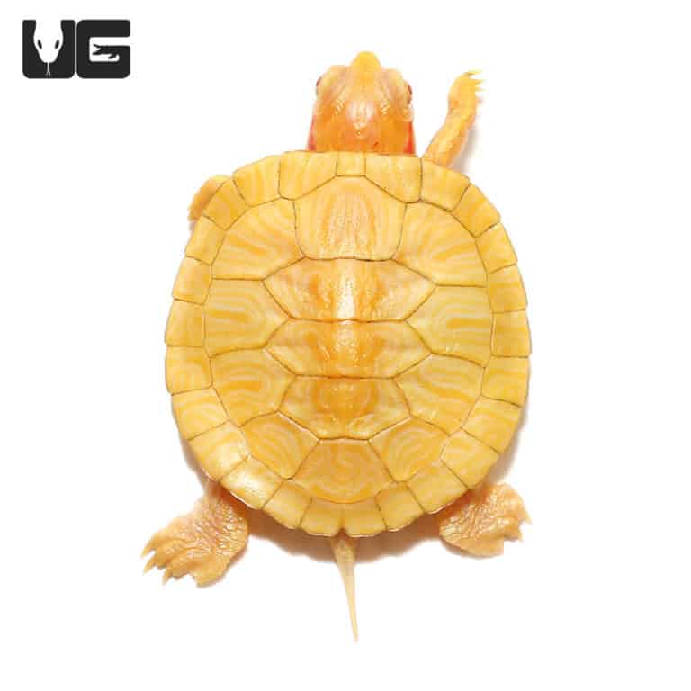 Baby Albino Red Ear Slider Turtles Trachemys Scripta Elegans For Sale