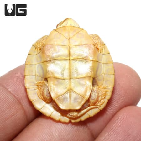 Baby Albino Red Ear Slider Turtles For Sale - Underground Reptiles