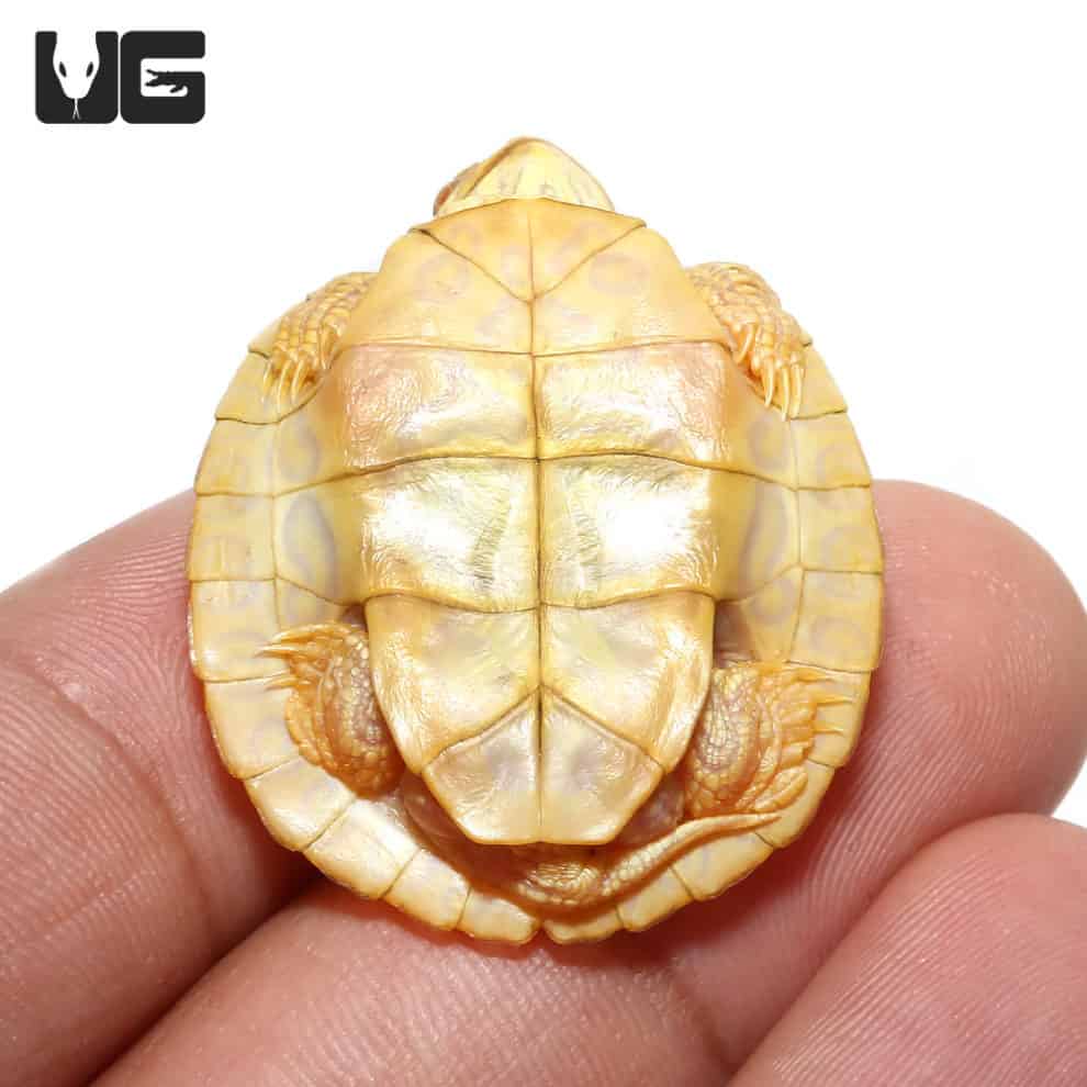 Baby Albino Red Ear Slider Turtles For Sale - Underground Reptiles