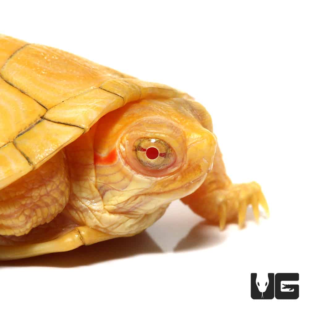 Baby Albino Red Ear Slider Turtles (Trachemys scripta elegans) For Sale - Underground Reptiles
