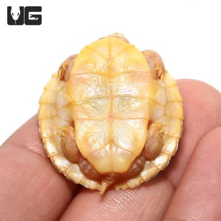 Albino Red Ear Slider Turtle with split scute, close-up of baby reptile, vibrant yellow and orange s.