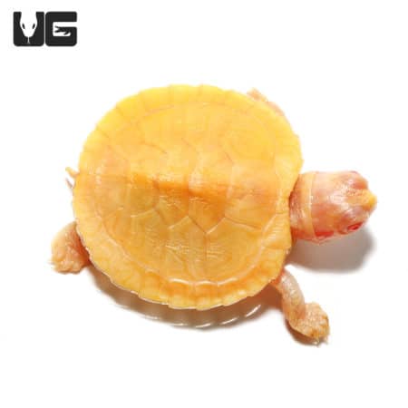 Split Scute Baby Albino Red Ear Slider Turtles (Trachemys scripta elegans) For Sale - Underground Reptiles