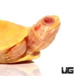 Split Scute Baby Albino Red Ear Slider Turtles (Trachemys scripta elegans) For Sale - Underground Reptiles