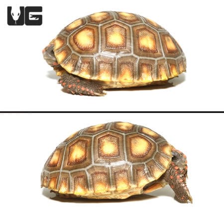 Baby Redfoot Tortoises (Chelonoidis carbonaria) For Sale - Underground Reptiles